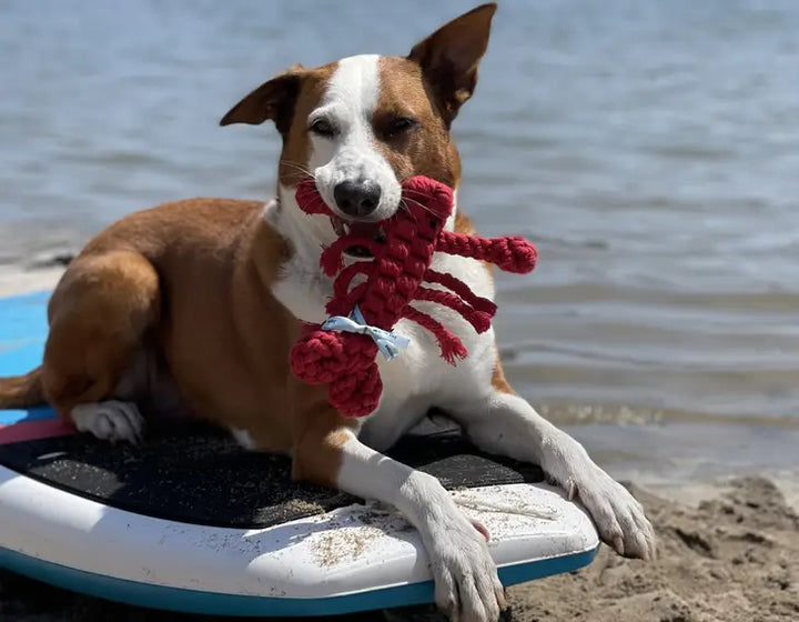 Rope Lobster Dog Toy