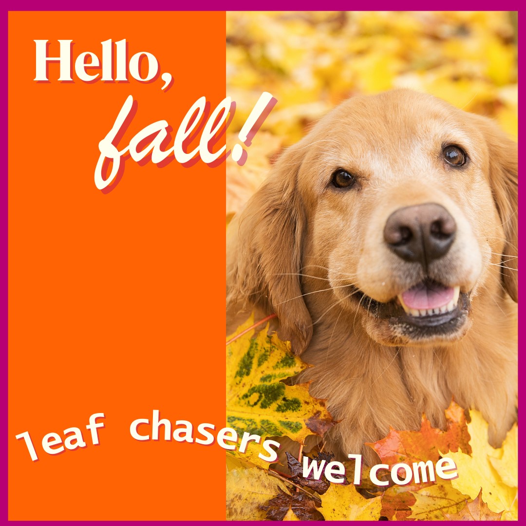 Z-OLD - Fall – Scalawags Pet Boutique
