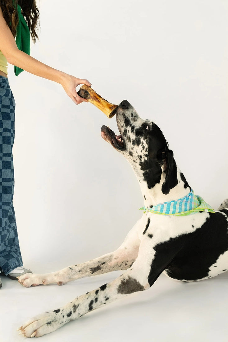 Bison Marrow Bone for Dogs