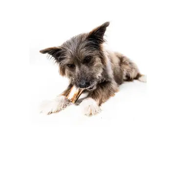 Bison Marrow Bone for Dogs