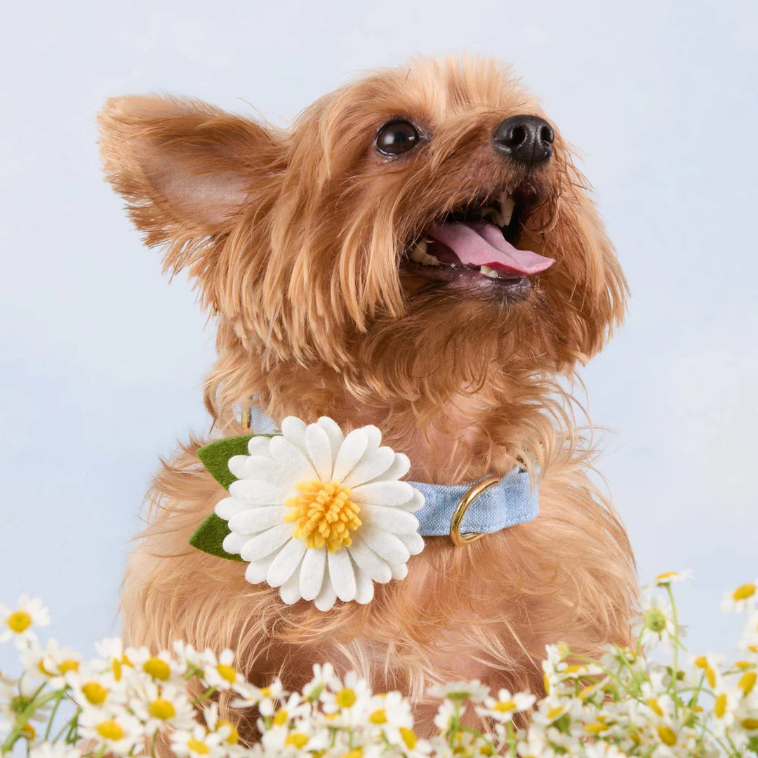 Daisy Dog Collar Flower