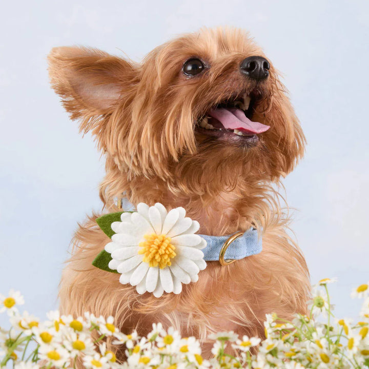 Daisy Dog Collar Flower