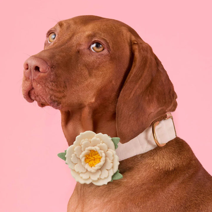 Ivory Peony Dog Collar Flower