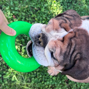 Ruff Dawg Dawg-Ring 