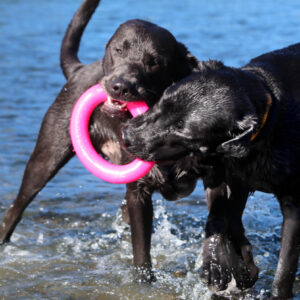 Ruff Dawg Dawg-Ring 