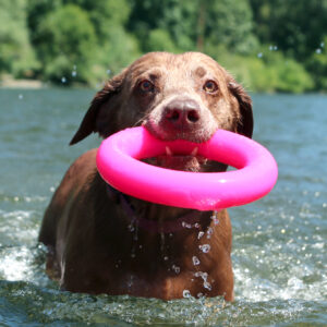 Ruff Dawg Dawg-Ring - NEW!