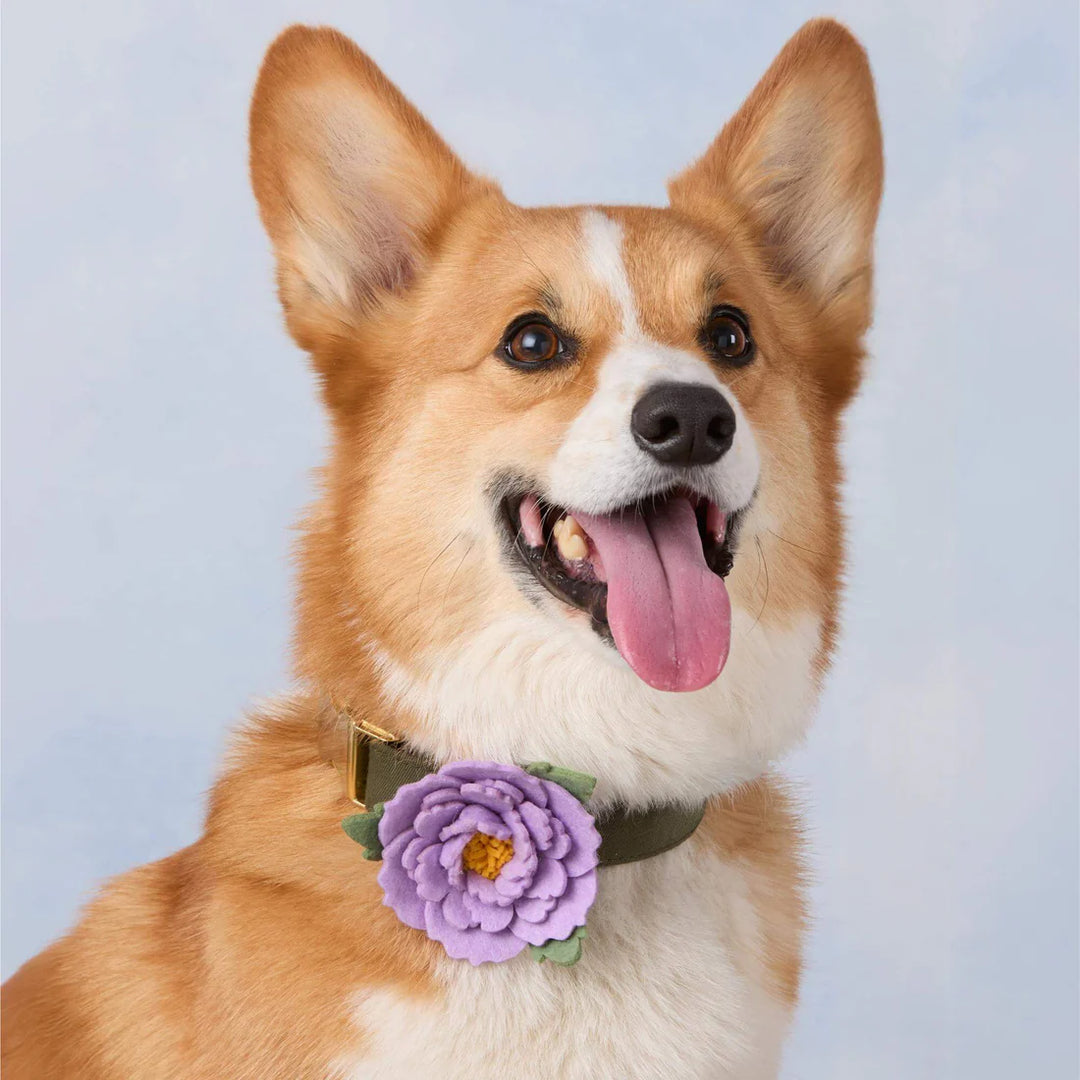 Lilac Peony Dog Collar Flower