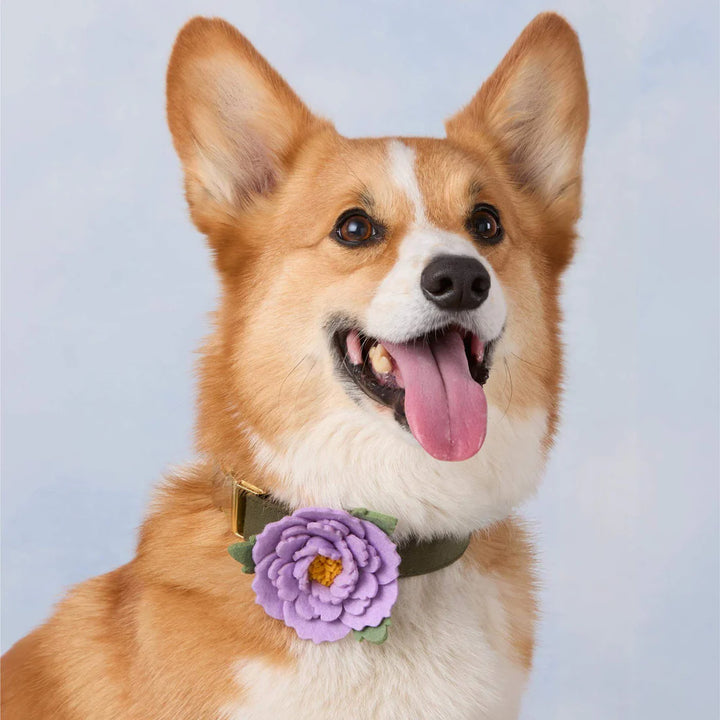 Lilac Peony Dog Collar Flower