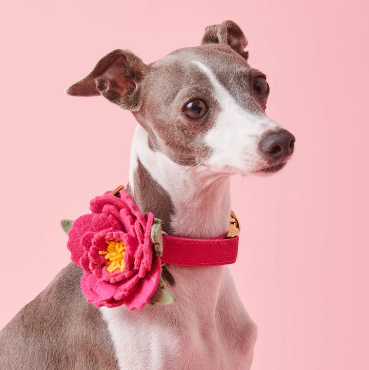 Pink Peony  Dog Collar Flower