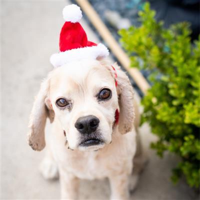 Red Santa Hat for Dogs & Cats