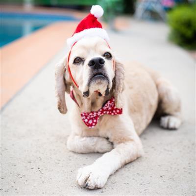 Red Santa Hat for Dogs & Cats