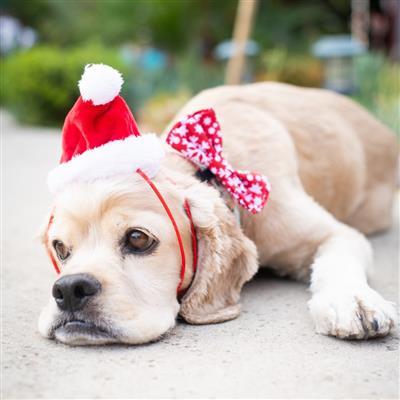 Red Santa Hat for Dogs & Cats
