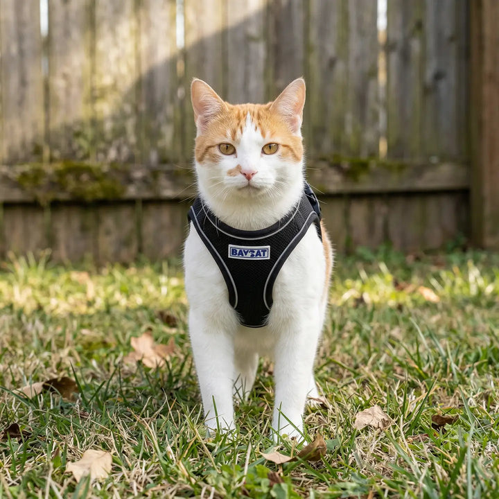 BayCat Harness & Leash Set