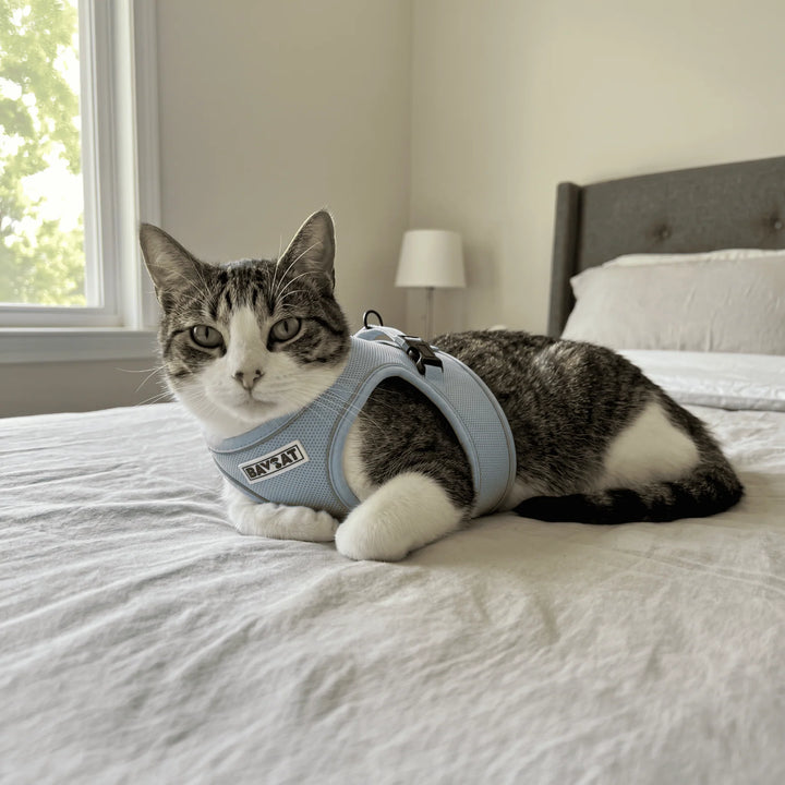 BayCat Blue Harness