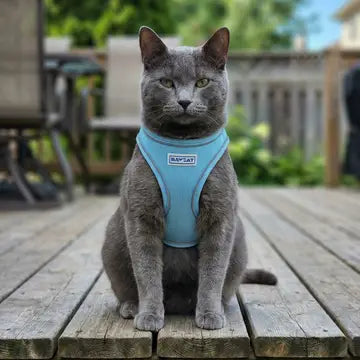 BayCat Harness & Leash Set
