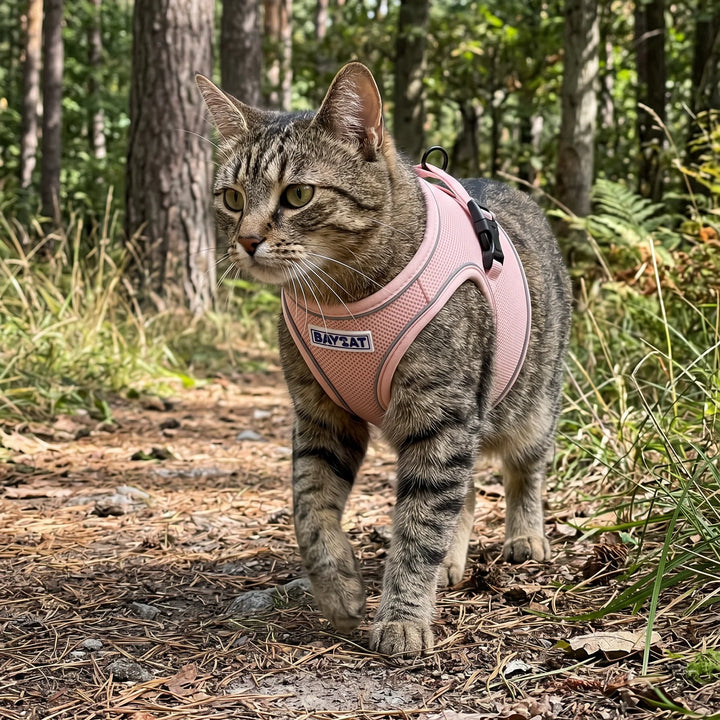 Baycat Pink Harness