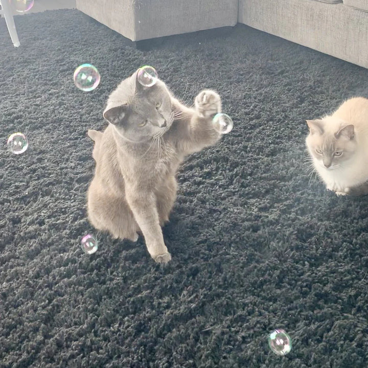 Cat Wine Bubbles
