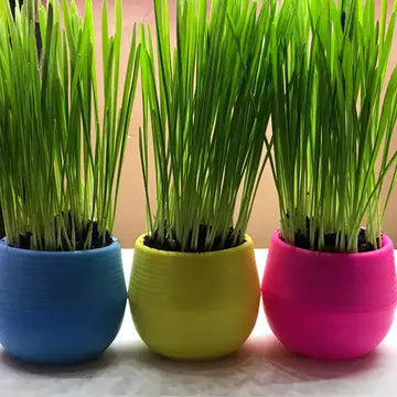 Organic Cat Grass Balls Grow Kit