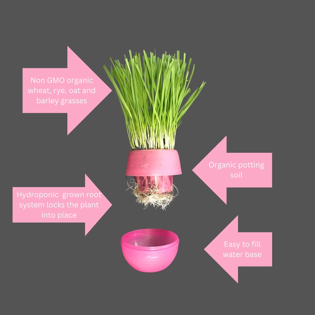 Organic Cat Grass Balls Grow Kit