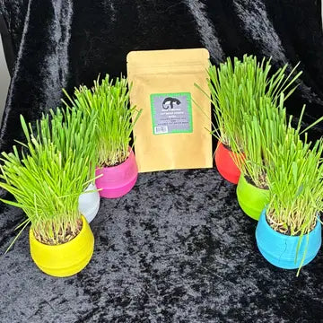 Cat Grass Refill Pack