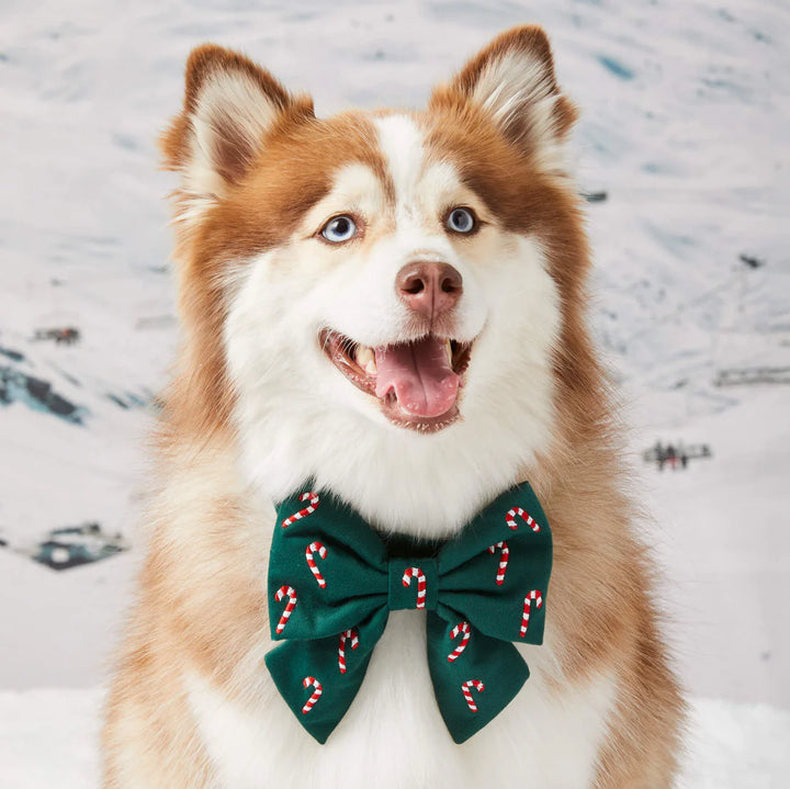 Green Candy Canes Dog Bow
