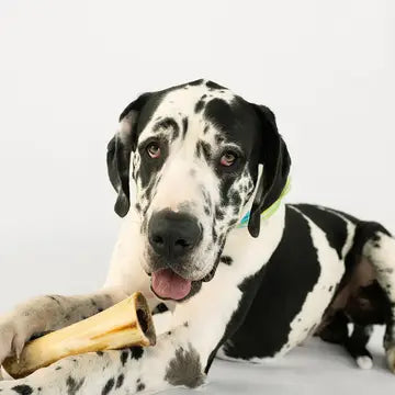 Bison Marrow Bone for Dogs