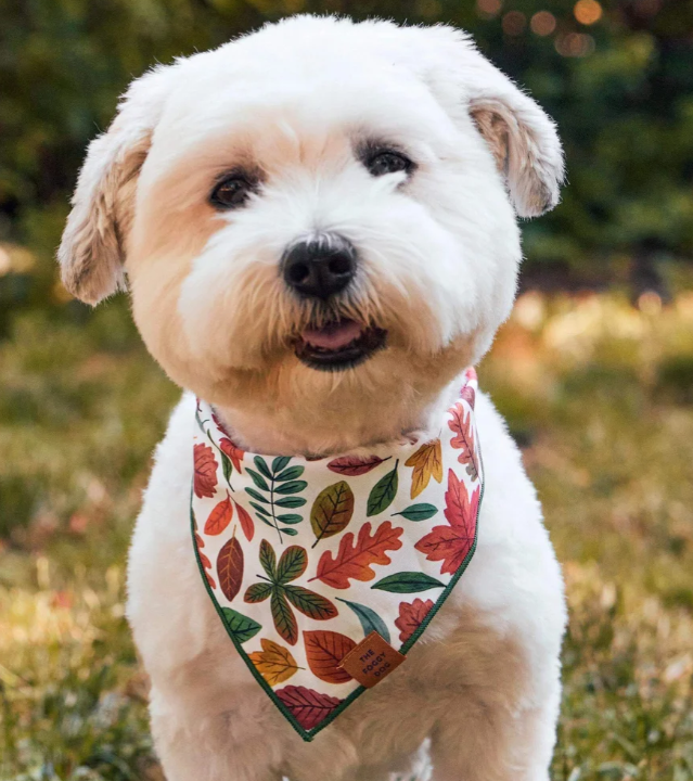 Falling Leaves Dog Bandana