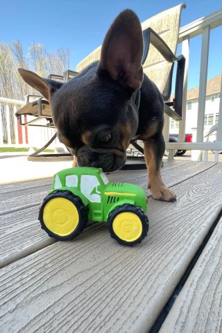 Green Tractor Latex Squeaker Dog Toy