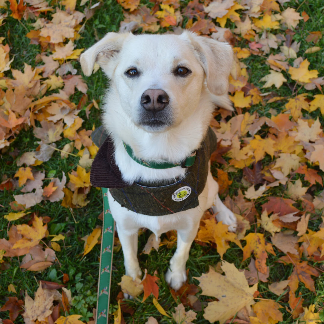 Green Tweed Dog Coat