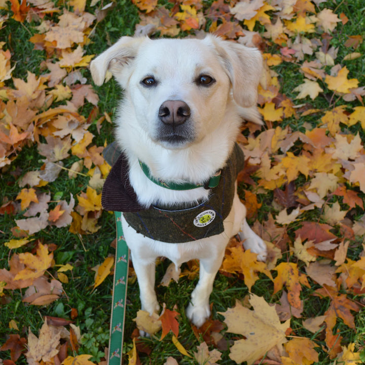 Green Tweed Dog Coat