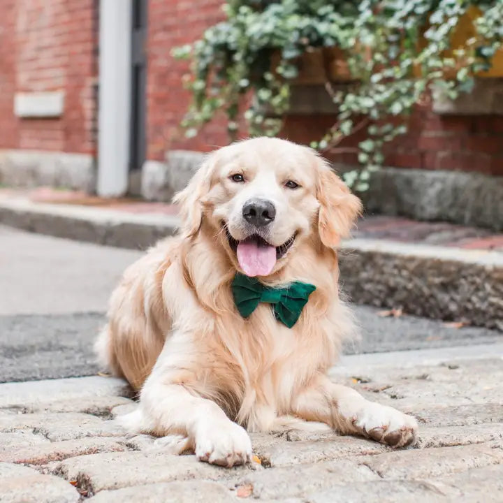 Green Velvet Bow Tie