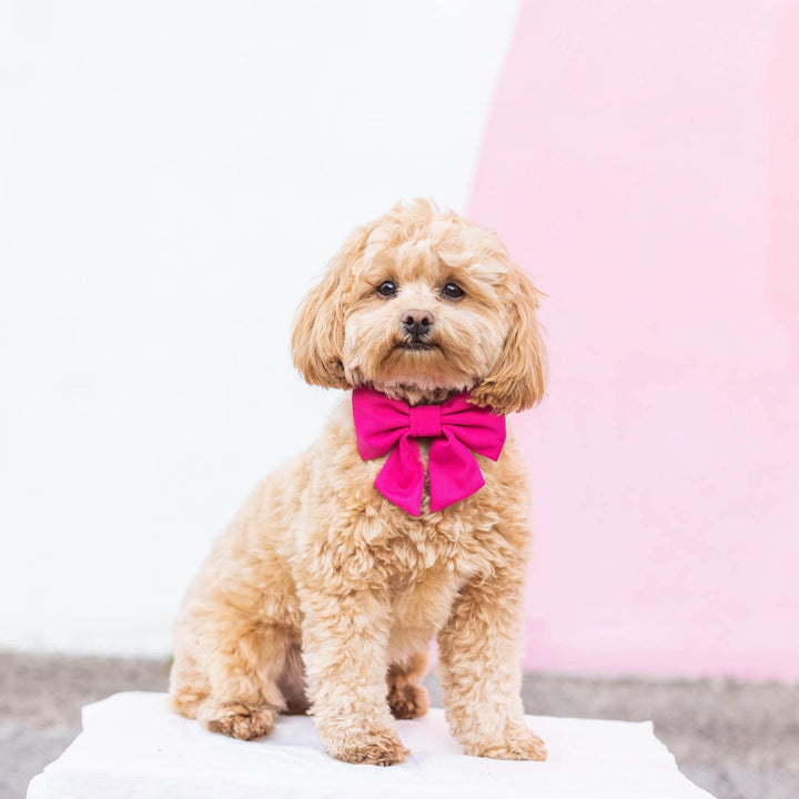 Hot Pink Dog Bow