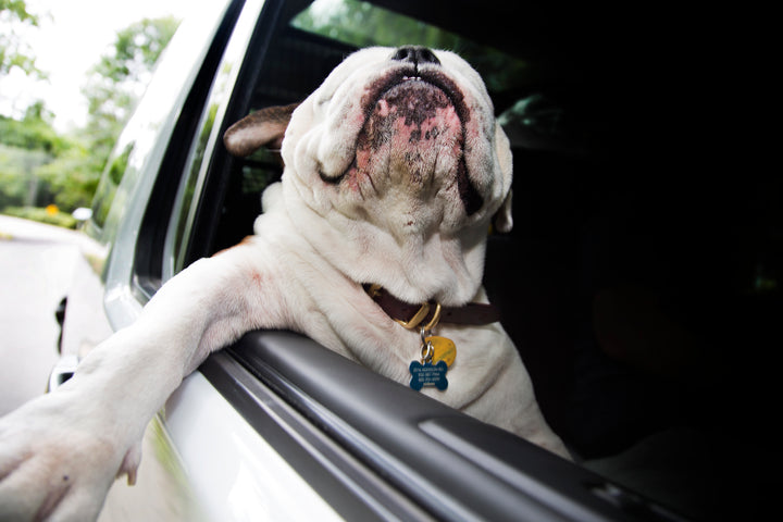 Joyriding - Canine Car Companions