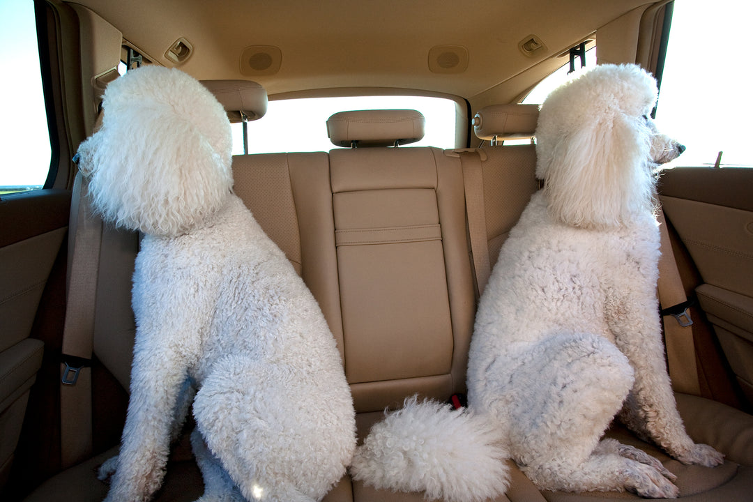 Joyriding - Canine Car Companions
