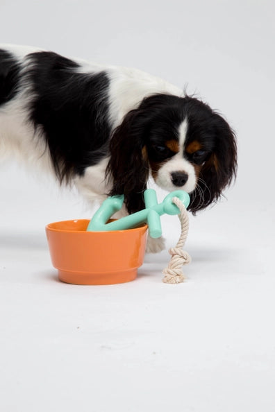 Anchors Aweigh Dog Toy