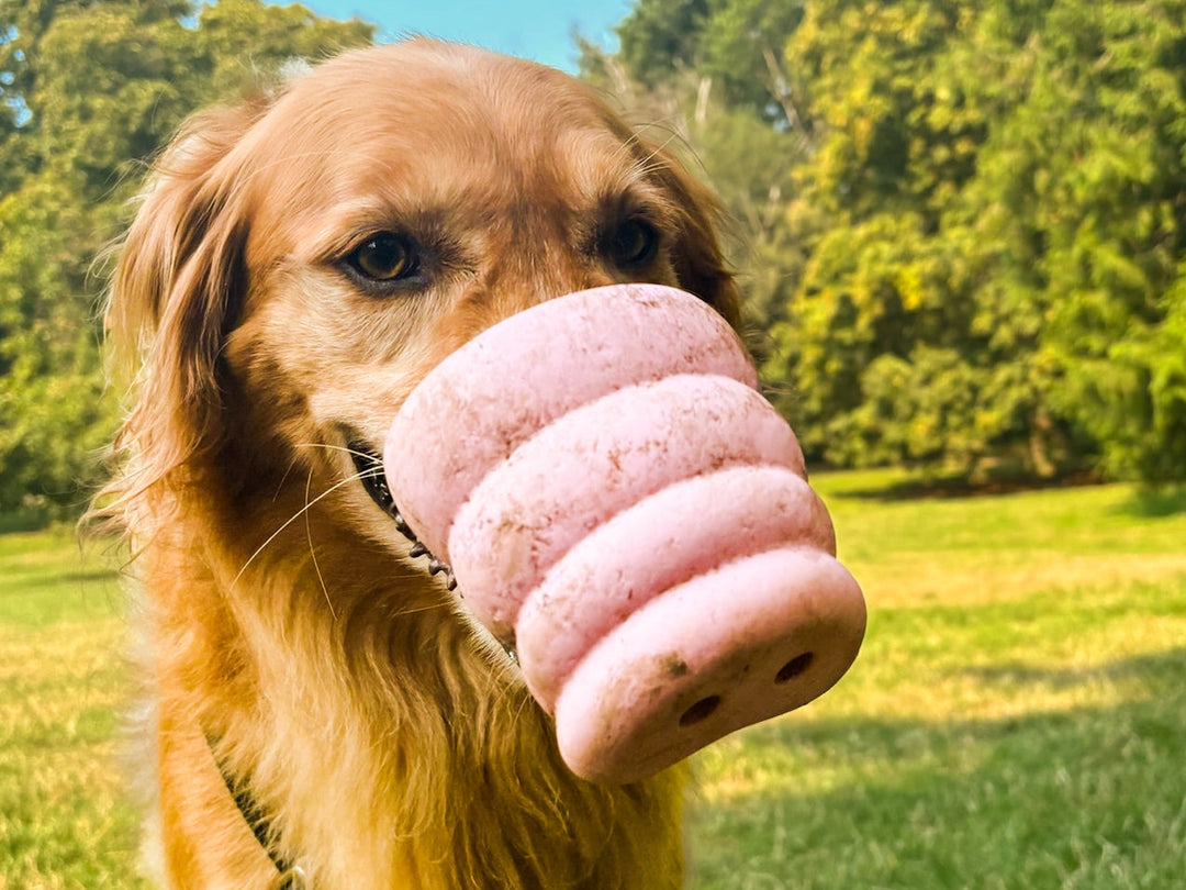 The Oinker Treat Puzzle Dog Toy