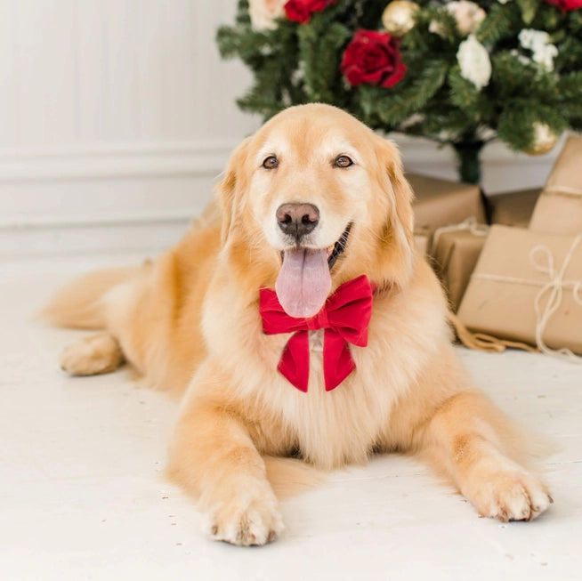 Red Velvet Dog Bow