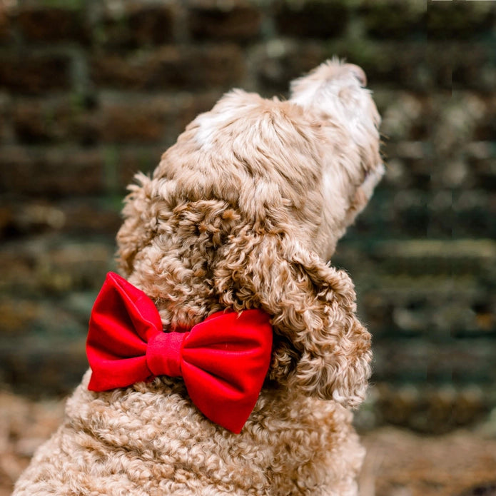 Red Velvet Bow Tie