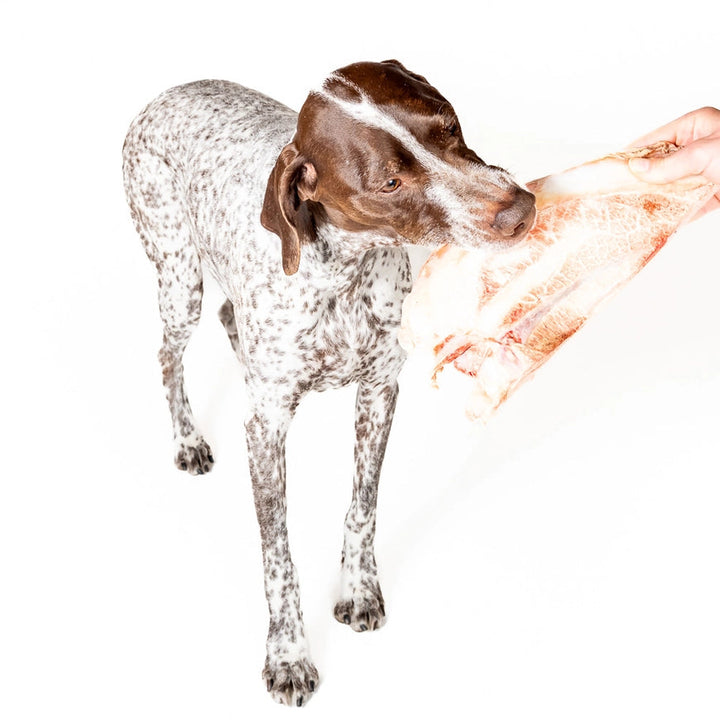 Bison Scapula Dog Chew