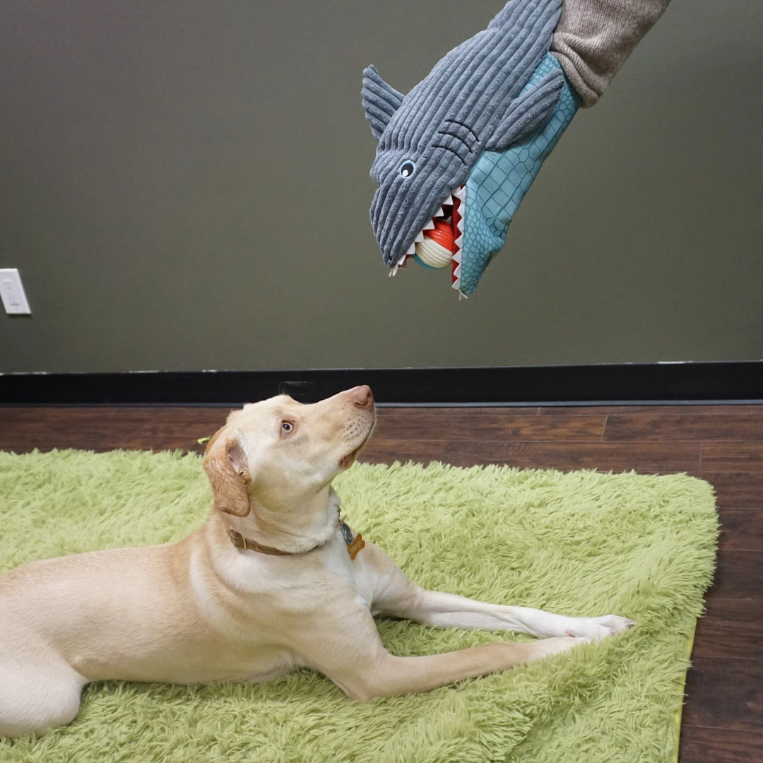 Chomp & Chase Shark Dog Toy