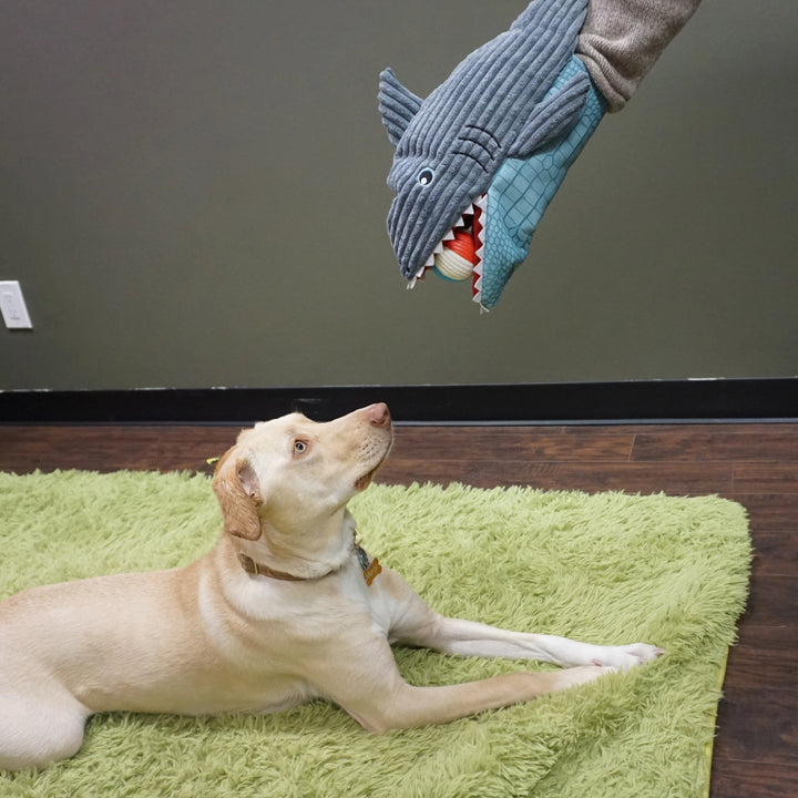 Chomp & Chase Shark Dog Toy