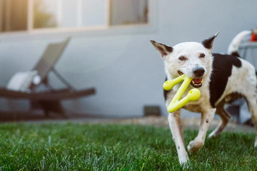 ZoomieRex™ SuperZag  Dog Toy